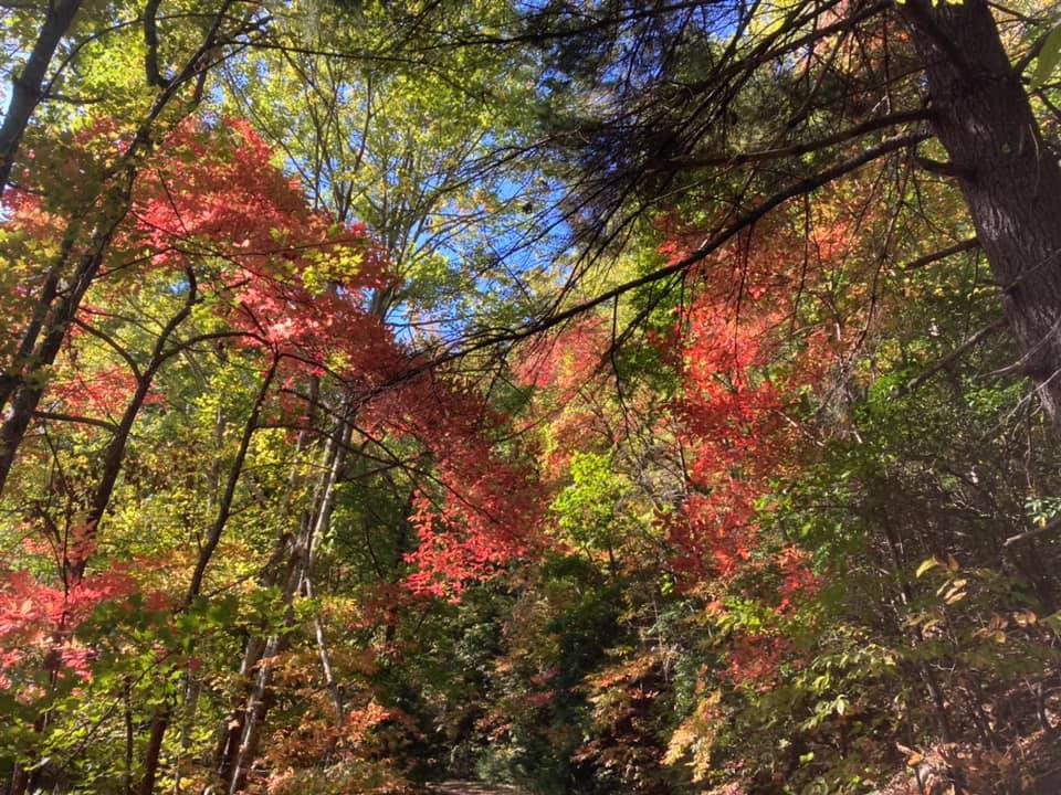 trees in a forest