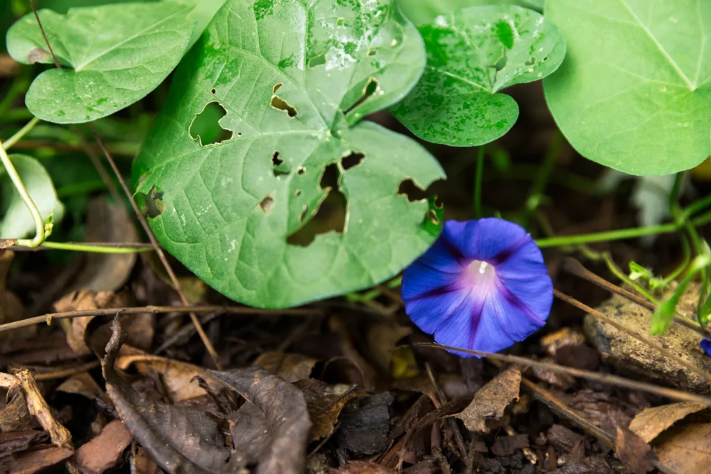 plants on the ground with a flower