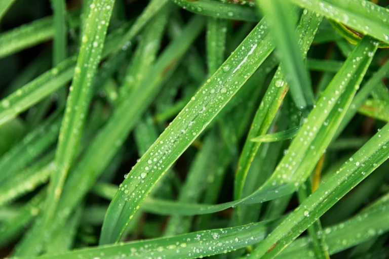 grass
