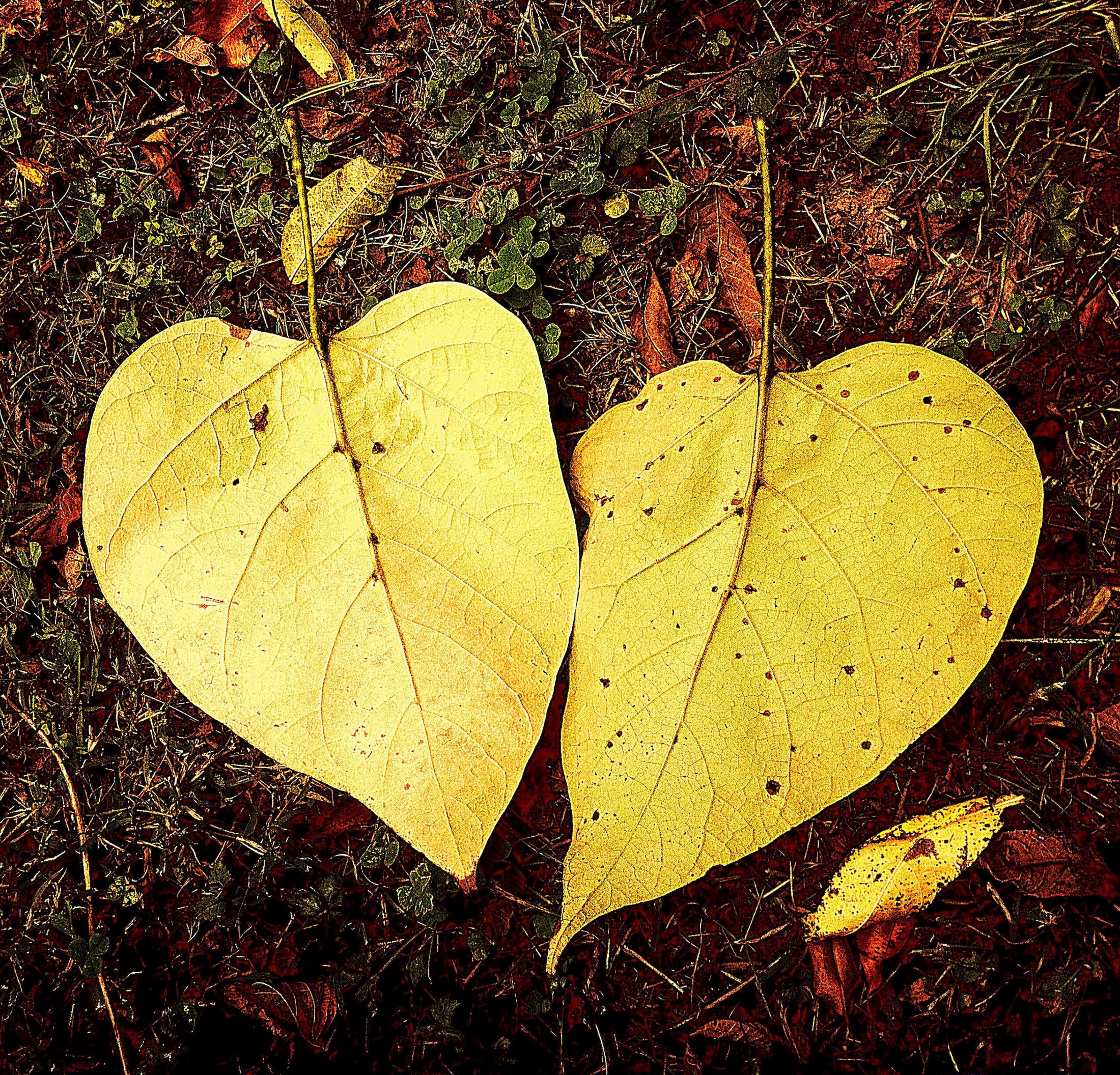 Two yellow leaves in the shape of a heart